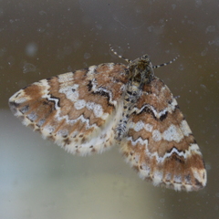 Enchoria lacteata