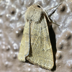 Cissusa valens