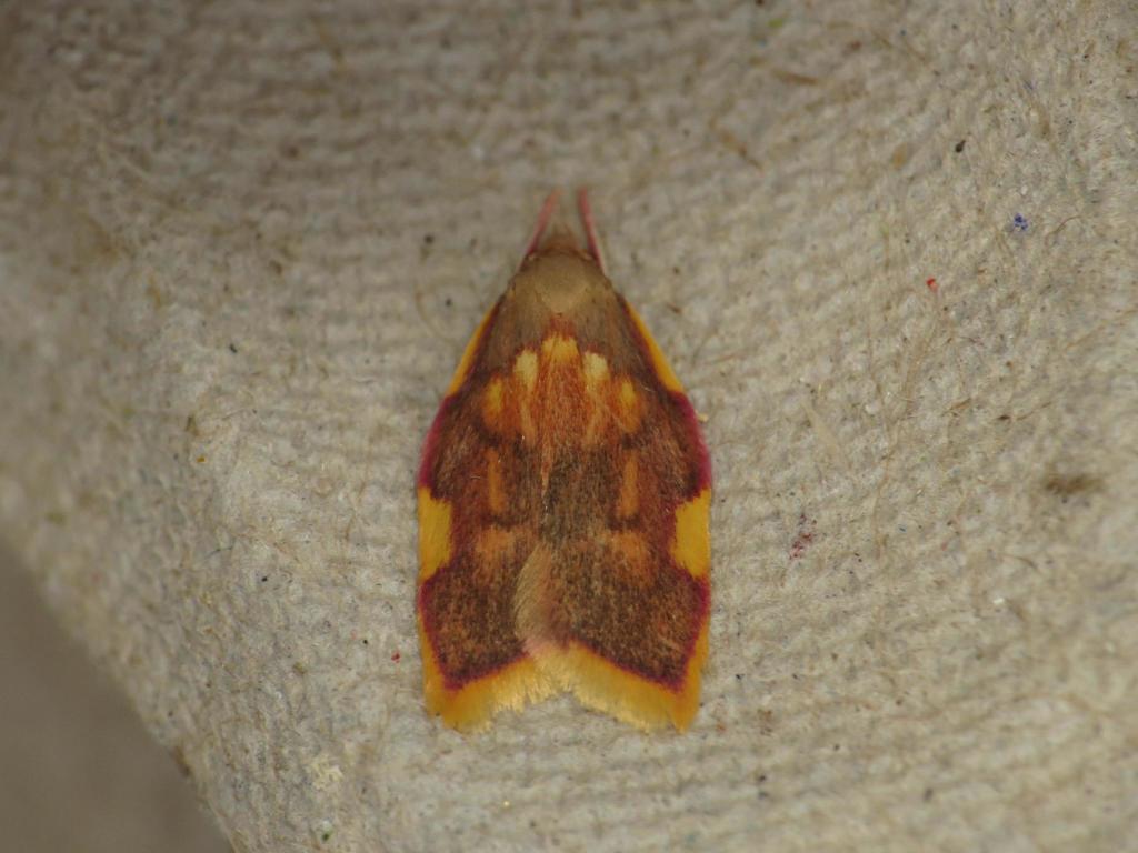 Carcina