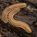 Feather Millipedes - Photo (c) Alison K Pollack, some rights reserved (CC BY-NC), uploaded by Alison K Pollack