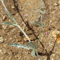 Eriogonum angulosum