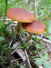 Conocybe aporos