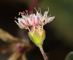 Eriogonum angulosum