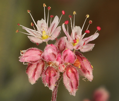 Eriogonum angulosum