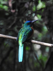 Jacamerops aureus