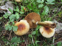 Conocybe aporos