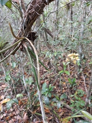 Trichocentrum ascendens