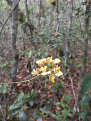 Trichocentrum ascendens