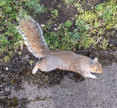 Sciurus carolinensis