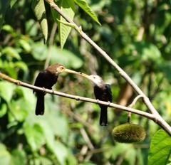 Brachygalba albogularis