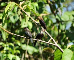 Brachygalba albogularis