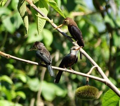 Brachygalba albogularis