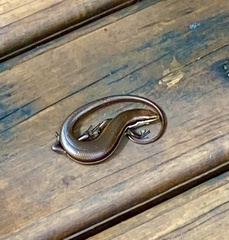 Marisora roatanae