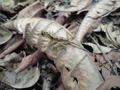 Anolis naufragus