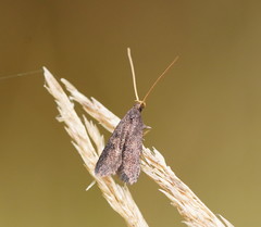 Lecithocera terrigena