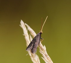 Lecithocera terrigena