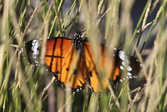 Danaus chrysippus