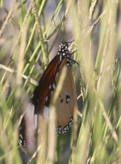 Danaus chrysippus