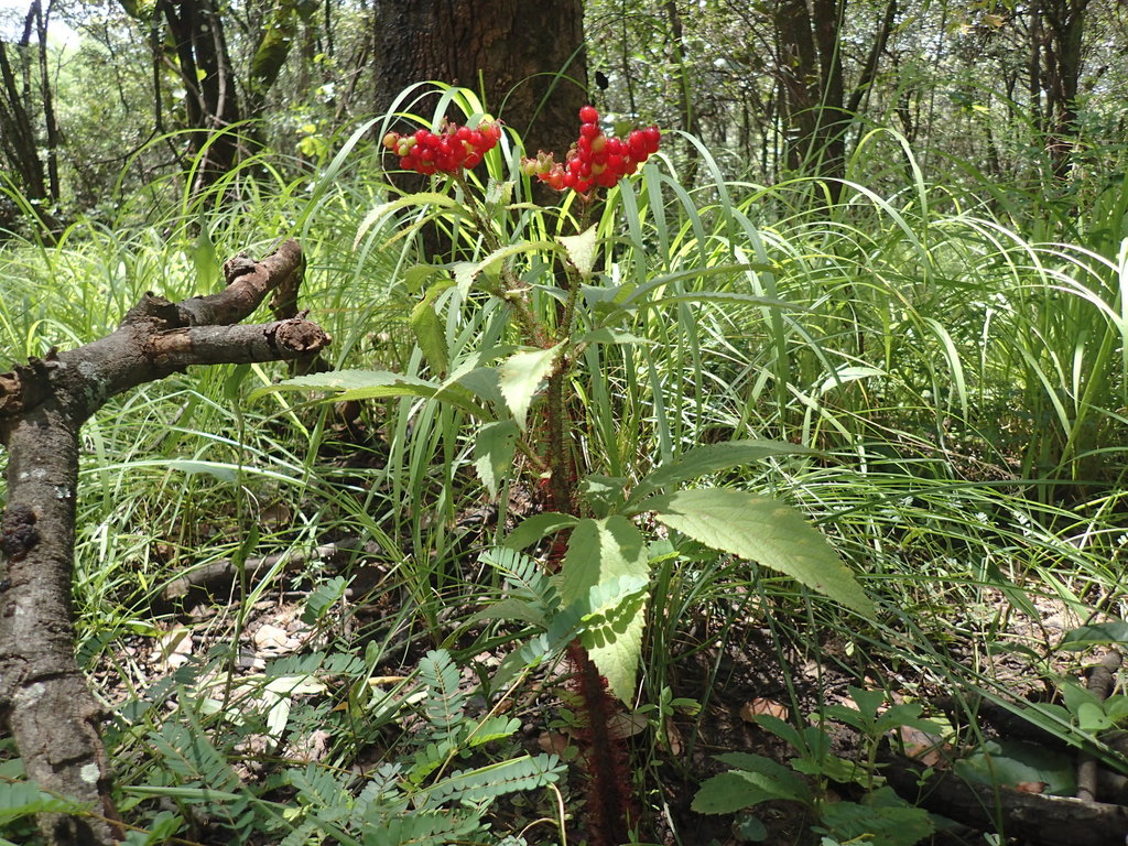 Cyphostemma vanmeelii, Mufulira, Zambia