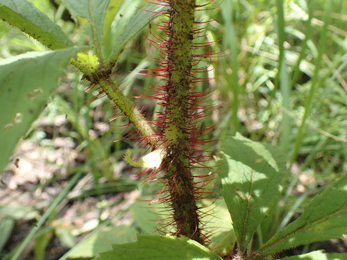 Cyphostemma vanmeelii