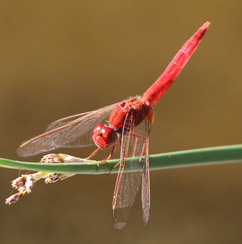 Broad Scarlet