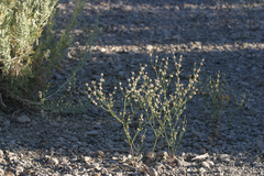 Eriogonum baileyi baileyi