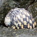 Textile Nerite - Photo (c) Jan Ebr, some rights reserved (CC BY), uploaded by Jan Ebr