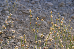 Eriogonum baileyi baileyi