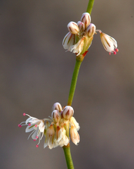 Eriogonum baileyi baileyi