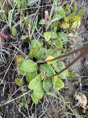 Primula clevelandii gracilis