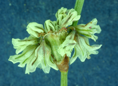 Eriogonum baileyi baileyi