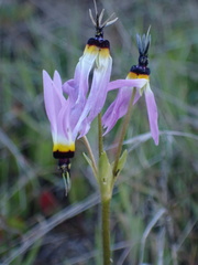 Primula clevelandii gracilis