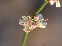 Eriogonum baileyi baileyi