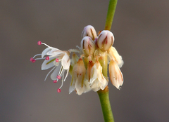 Eriogonum baileyi baileyi