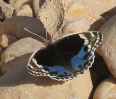 Junonia orithya here