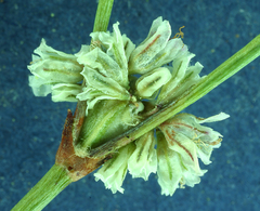 Eriogonum baileyi baileyi