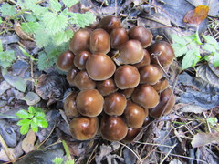 Britzelmayria multipedata