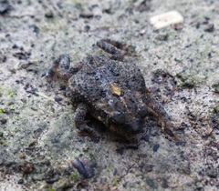Rhinella major