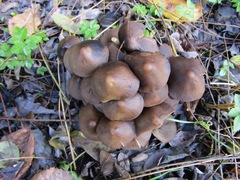 Britzelmayria multipedata