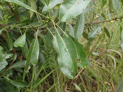 Image of Uapaca nitida by (c) Mahomed Desai, some rights reserved (CC BY)
