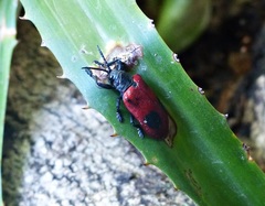 Coraliomela quadrimaculata