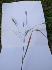 Bromus sterilis