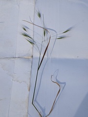 Bromus sterilis