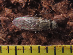 Lispocephala alma