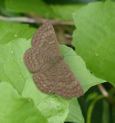 Emesis ocypore zelotes