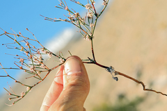 Eriogonum baileyi baileyi