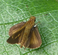 Polites vibex catilina