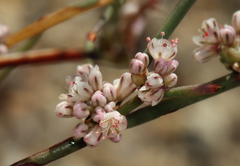 Eriogonum baileyi baileyi