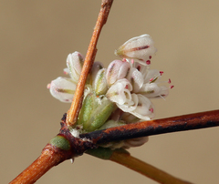 Eriogonum baileyi baileyi