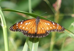 Danaus eresimus plexaure